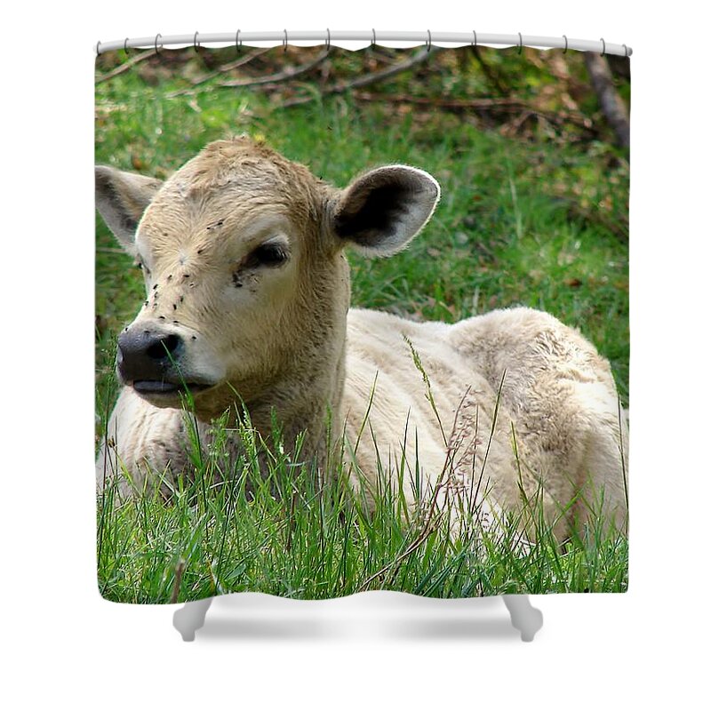 Calf Shower Curtain featuring the photograph Young Spring Calf by Cynthia Clark