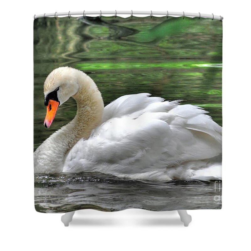 Birds Shower Curtain featuring the photograph Young Swan by Kathy Baccari