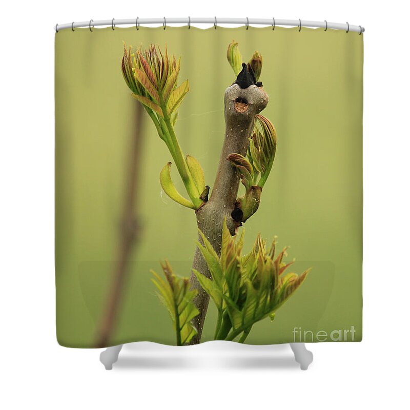 Tree Shower Curtain featuring the photograph Young tree in his first times by Four Hands Art