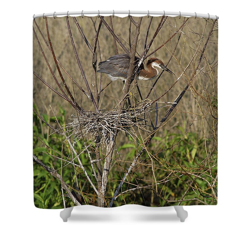 Animal Shower Curtain featuring the photograph Young Tricolored Heron In Nest by Gregory G. Dimijian