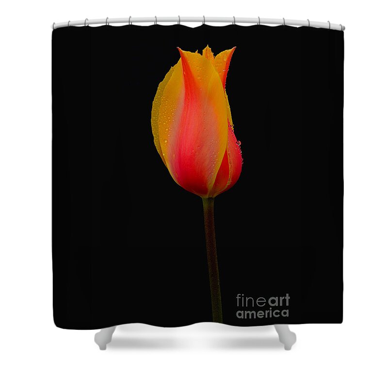 Pacific Shower Curtain featuring the photograph You're The One by Nick Boren