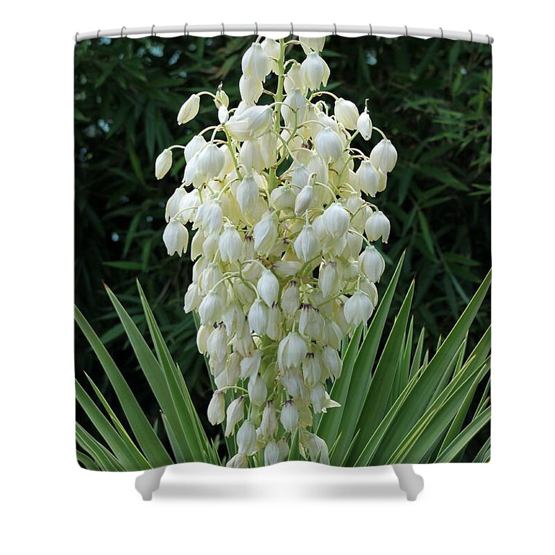 Yucca Shower Curtain featuring the photograph Yucca Blossoms by Christiane Schulze Art And Photography