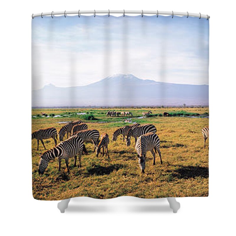 Photography Shower Curtain featuring the photograph Zebra Amboseli Kenya by Panoramic Images