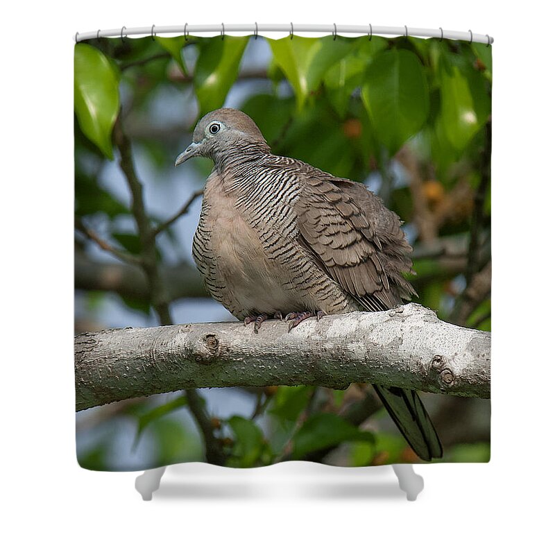 Nature Shower Curtain featuring the photograph Zebra Dove or Barred Ground Dove DTHN0054 by Gerry Gantt