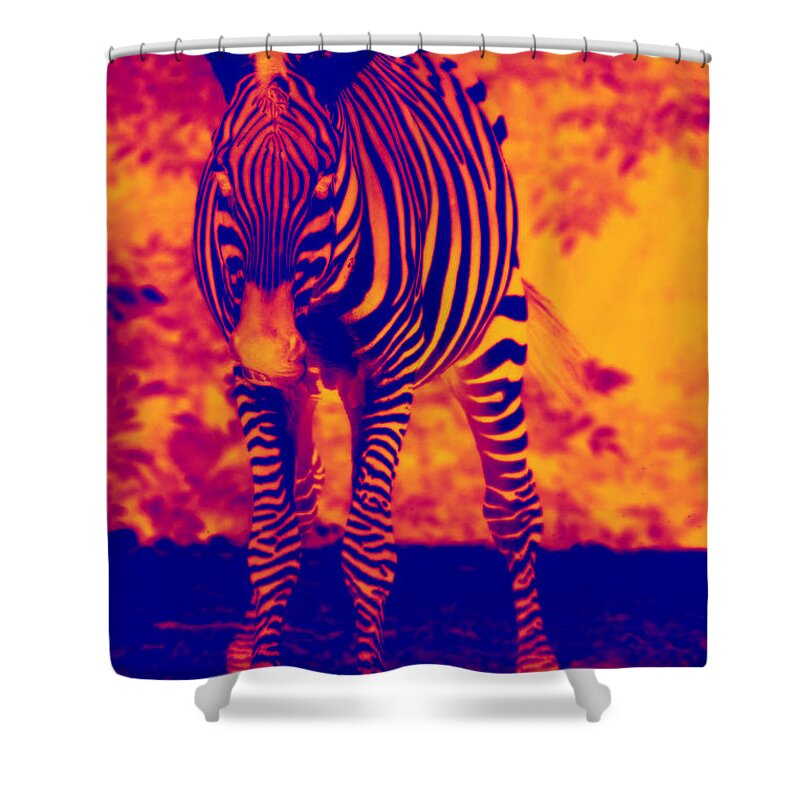 Skin Shower Curtain featuring the photograph Zebra by Eti Reid