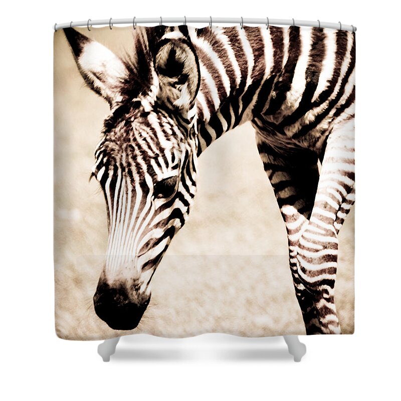 Zebra Shower Curtain featuring the photograph Zebra Foal Sepia Tones by Maggy Marsh