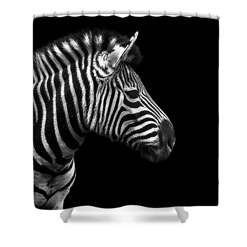 Natural Pattern Shower Curtain featuring the photograph Zebra In Black And White by Malcolm Macgregor