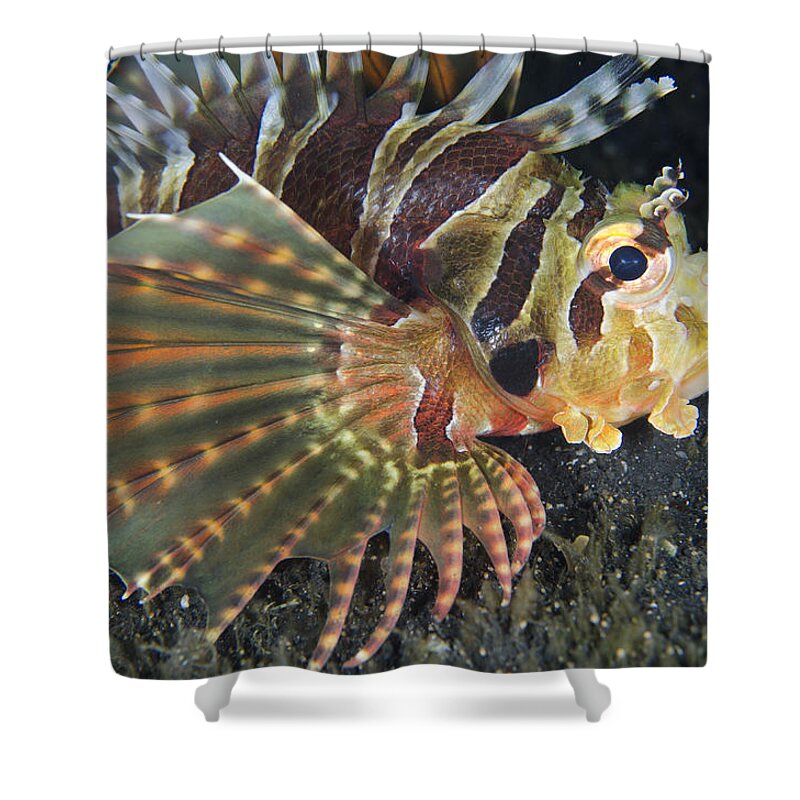 Flpa Shower Curtain featuring the photograph Zebra Lionfish Lembeh Straits by Colin Marshall
