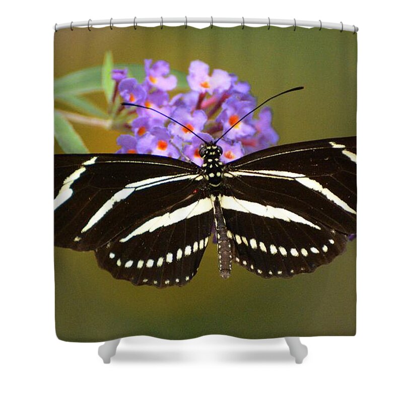 Butterfly Shower Curtain featuring the photograph Zebra Longwing by Cindy Manero