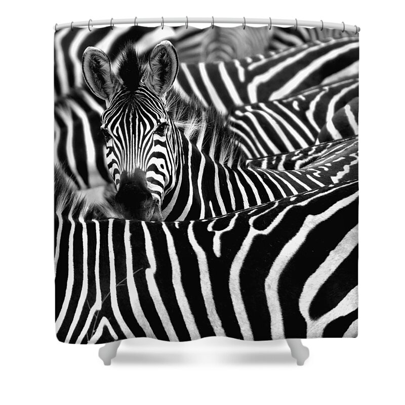 Kenya Shower Curtain featuring the photograph Zebra Surrounded With Black And White by Chantal