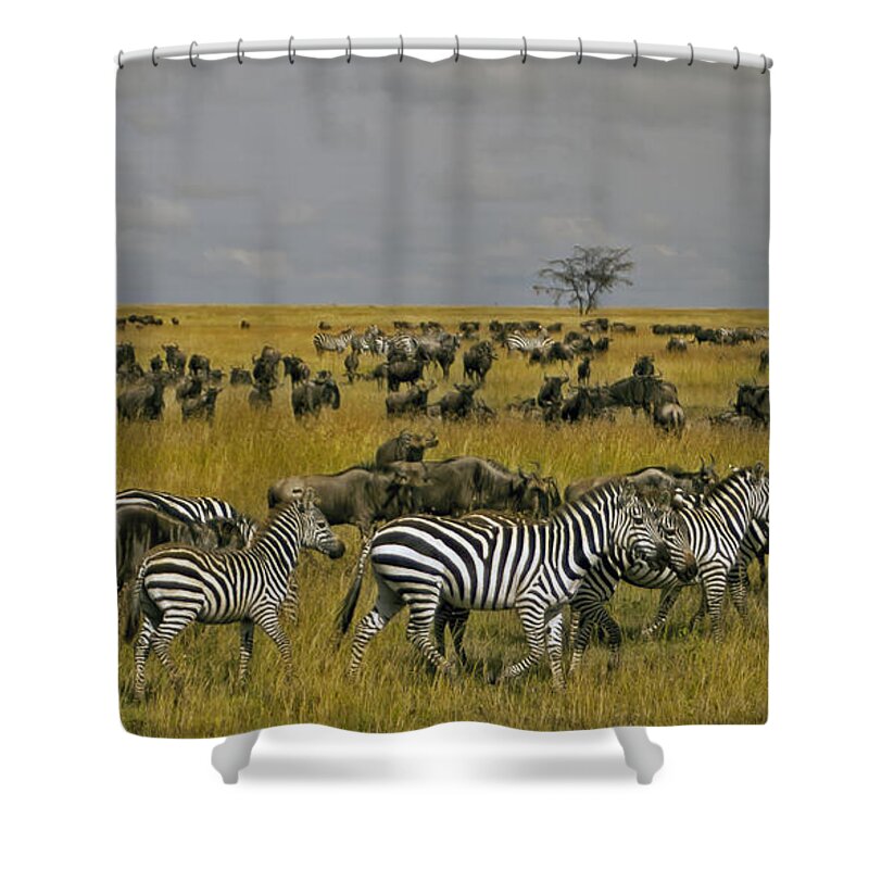 Zebras Shower Curtain featuring the photograph Zebras And Wildebeast  #0861 by J L Woody Wooden