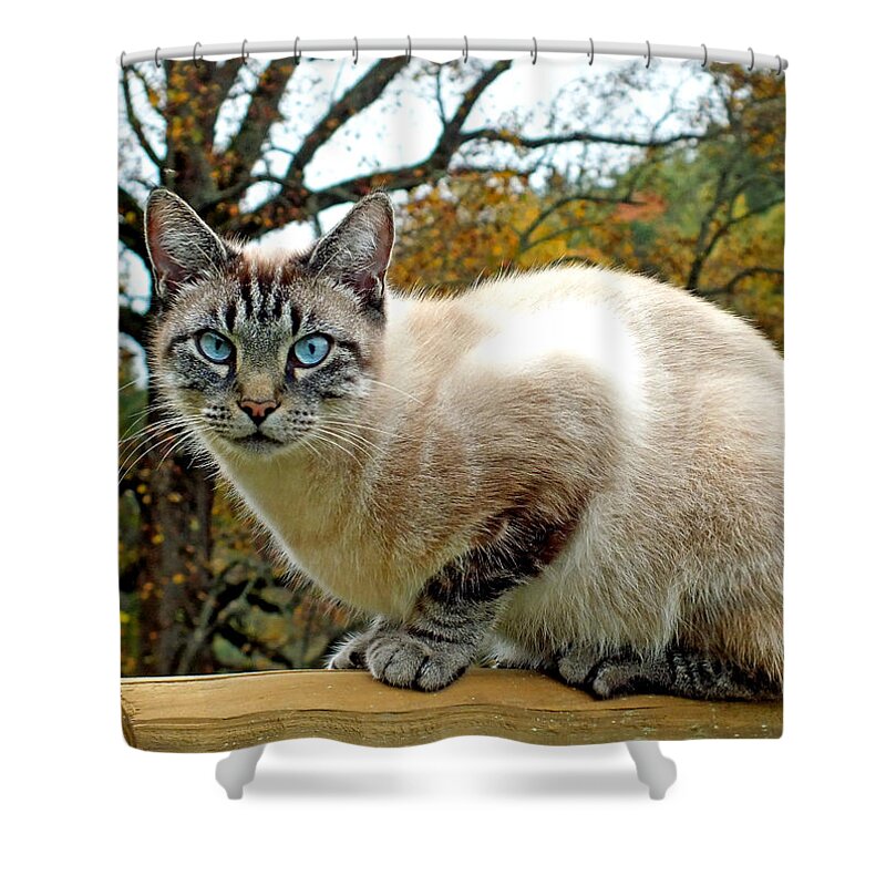 Duane Mccullough Shower Curtain featuring the photograph Zing the Cat in the Fall by Duane McCullough