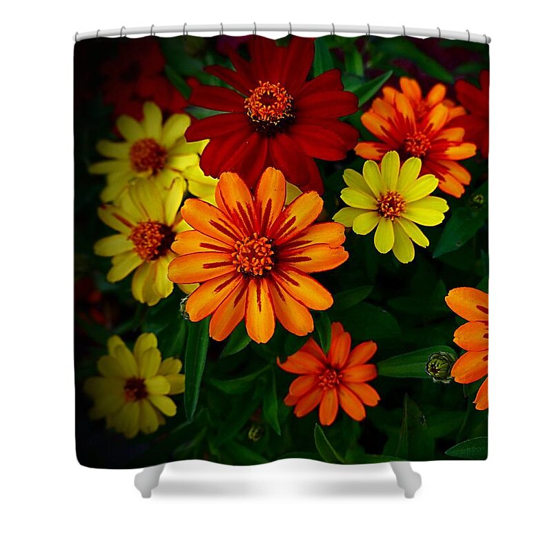 Zinnia Shower Curtain featuring the photograph Zinnia Kaleidoscope of Color by Nick Kloepping