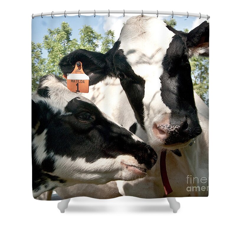 Cow Digital Photography Shower Curtain featuring the digital art Zoey and Matilda by Danielle Summa