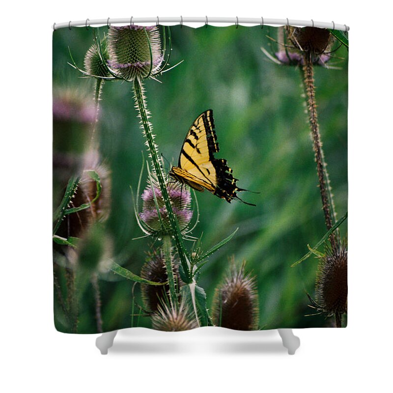 New Mexico Shower Curtain featuring the photograph Delicate Dance by Ron Weathers