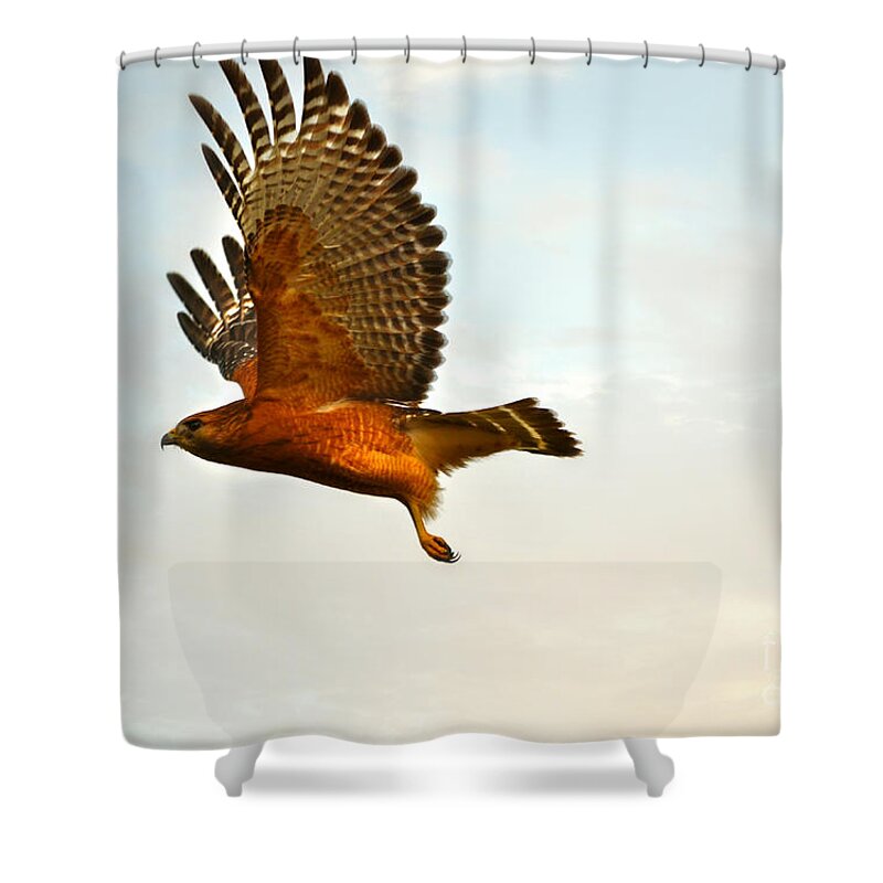 Landscape Shower Curtain featuring the photograph Majestic Red Shoulder Hawk by Peggy Franz