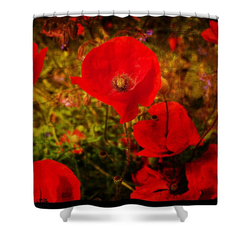 Poppy Shower Curtain featuring the photograph Poppies by B Cash