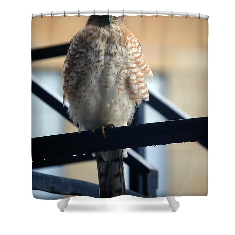 Shower Curtain featuring the photograph 03 Falcon by Michael Frank Jr
