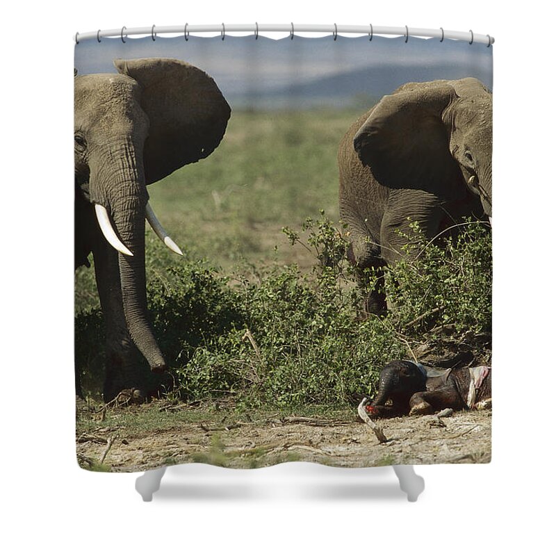 Mp Shower Curtain featuring the photograph African Elephant Loxodonta Africana #1 by Konrad Wothe