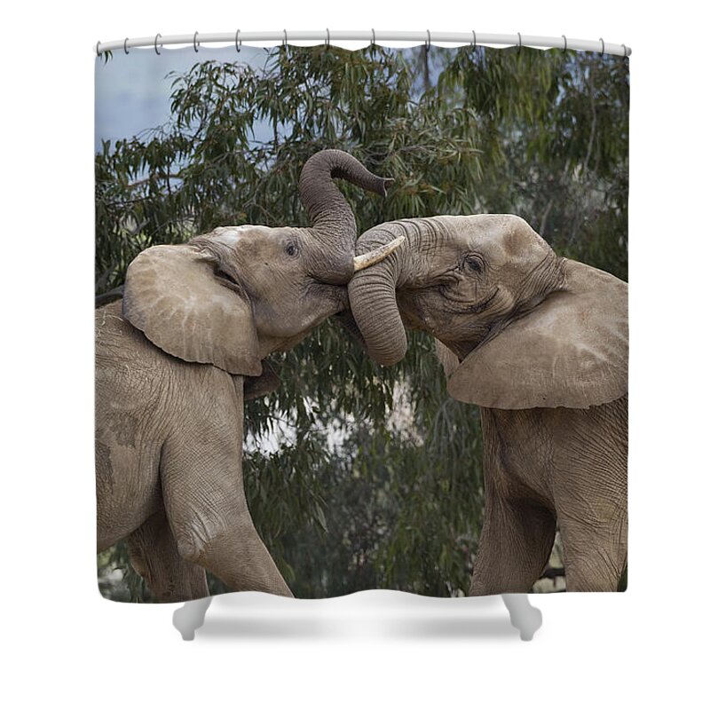 Mp Shower Curtain featuring the photograph African Elephant Loxodonta Africana #1 by Zssd