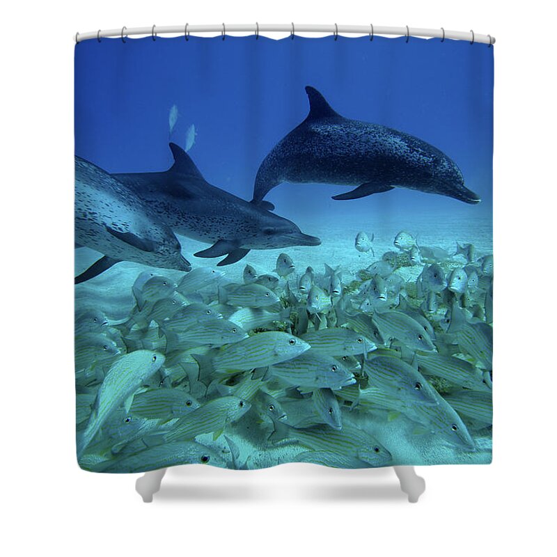 Mp Shower Curtain featuring the photograph Atlantic Spotted Dolphin Stenella #1 by Hiroya Minakuchi