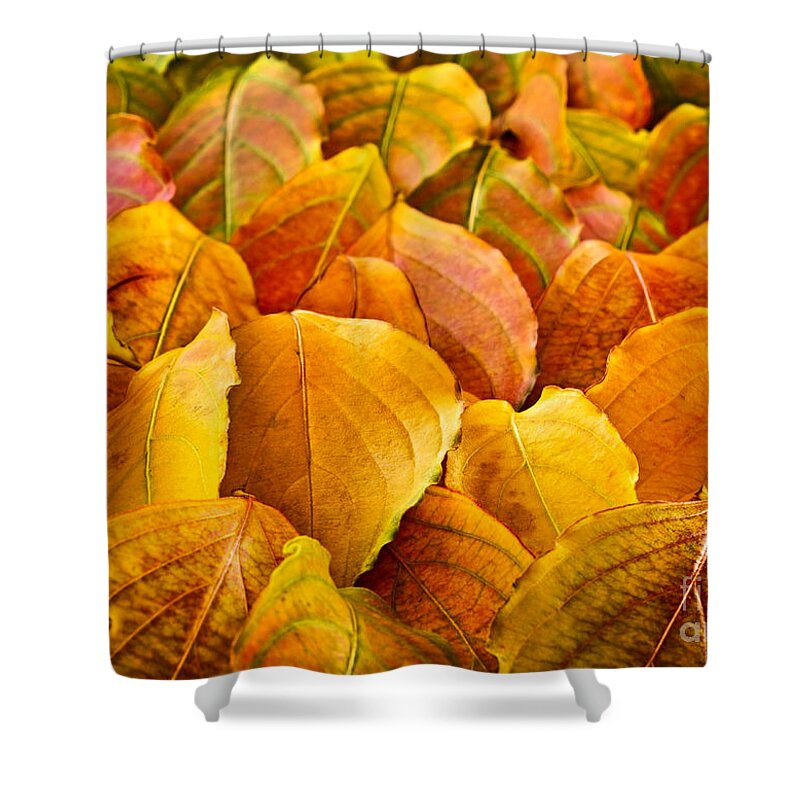 Leaves Shower Curtain featuring the photograph Autumn leaves by Elena Elisseeva