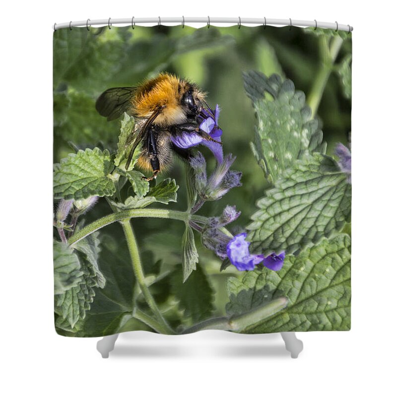 Bee Shower Curtain featuring the photograph Bee #1 by David Gleeson
