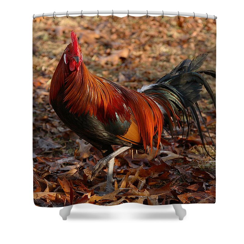 Chicken Shower Curtain featuring the photograph Black Breasted Red Phoenix Rooster by Michael Dougherty
