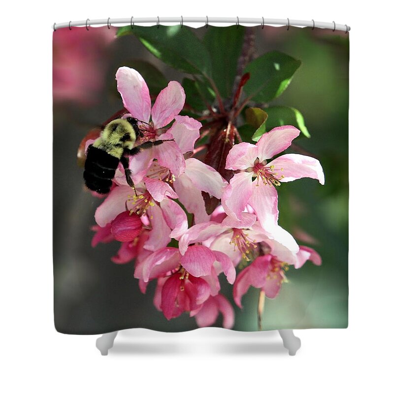 Cherry Blossom Shower Curtain featuring the photograph Buzzing Beauty #1 by Elizabeth Winter