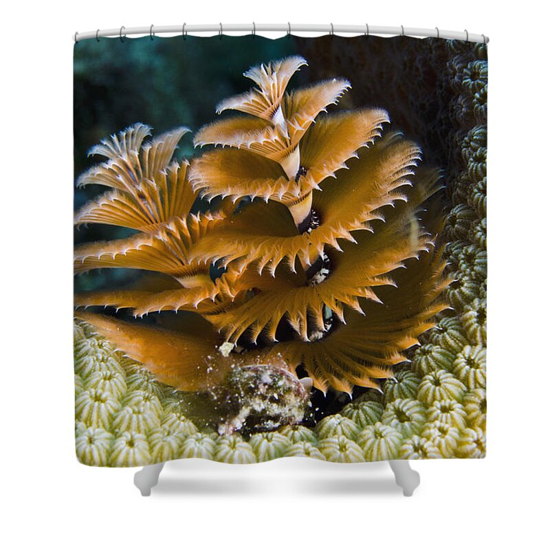 Mp Shower Curtain featuring the photograph Christmas Tree Worm Spirobranchus #1 by Pete Oxford