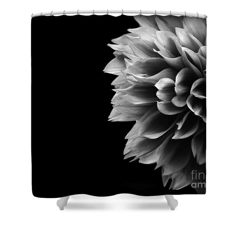 Black-and-white Shower Curtain featuring the photograph Chrysanthemum in Black and White #1 by Eena Bo