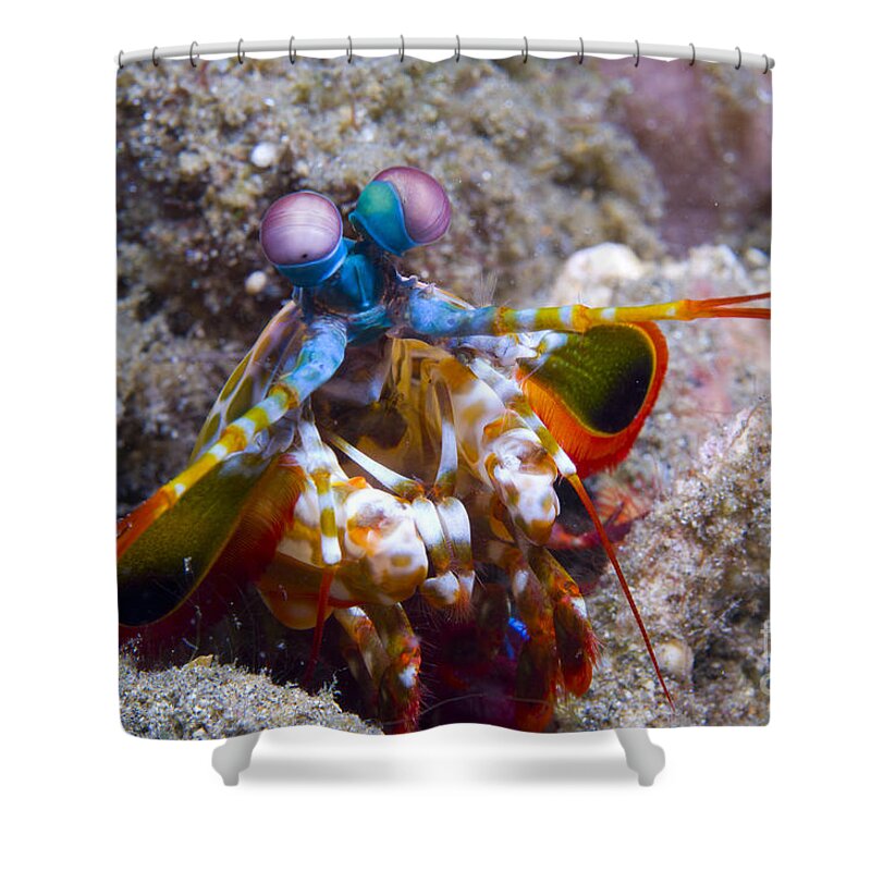 Invertebrate Shower Curtain featuring the photograph Close-up View Of A Mantis Shrimp, Papua #1 by Steve Jones
