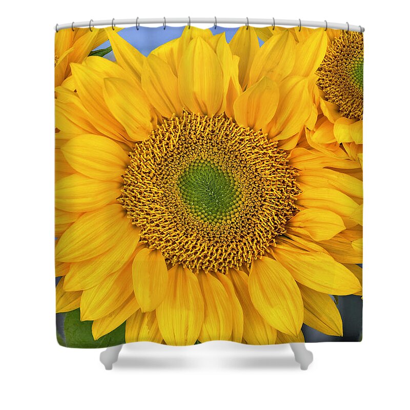 00176772 Shower Curtain featuring the photograph Common Sunflower Group Showing #1 by Tim Fitzharris