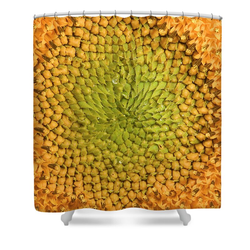 Mp Shower Curtain featuring the photograph Common Sunflower Helianthus Annuus #1 by Cyril Ruoso