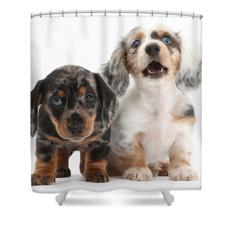 Dachshund Shower Curtain featuring the photograph Dachshund Puppies #1 by Mark Taylor