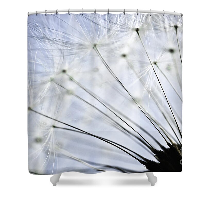 Dandelion Shower Curtain featuring the photograph Dandelion by Elena Elisseeva