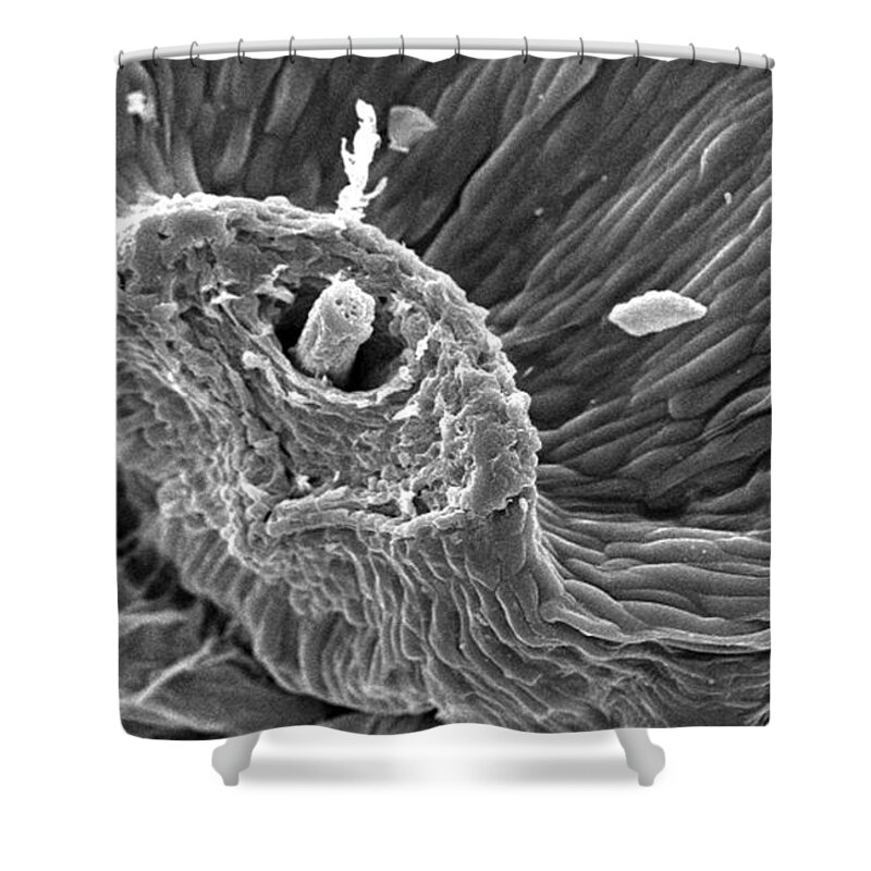 Dandelion Clock Shower Curtain featuring the photograph Dandelion #1 by Science Source
