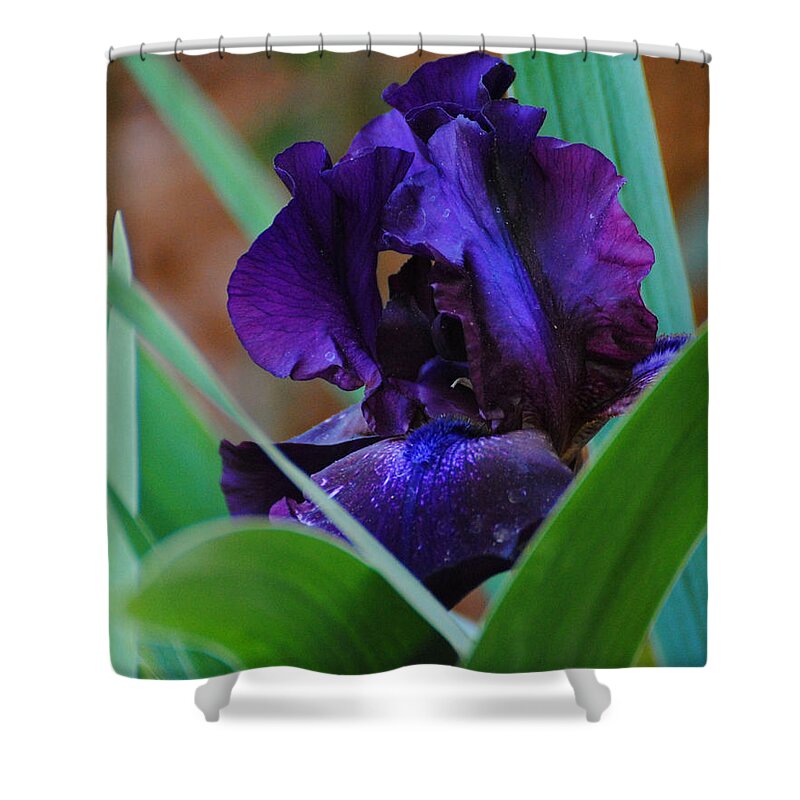 Beautiful Shower Curtain featuring the photograph Dark Purple Iris #1 by Jai Johnson