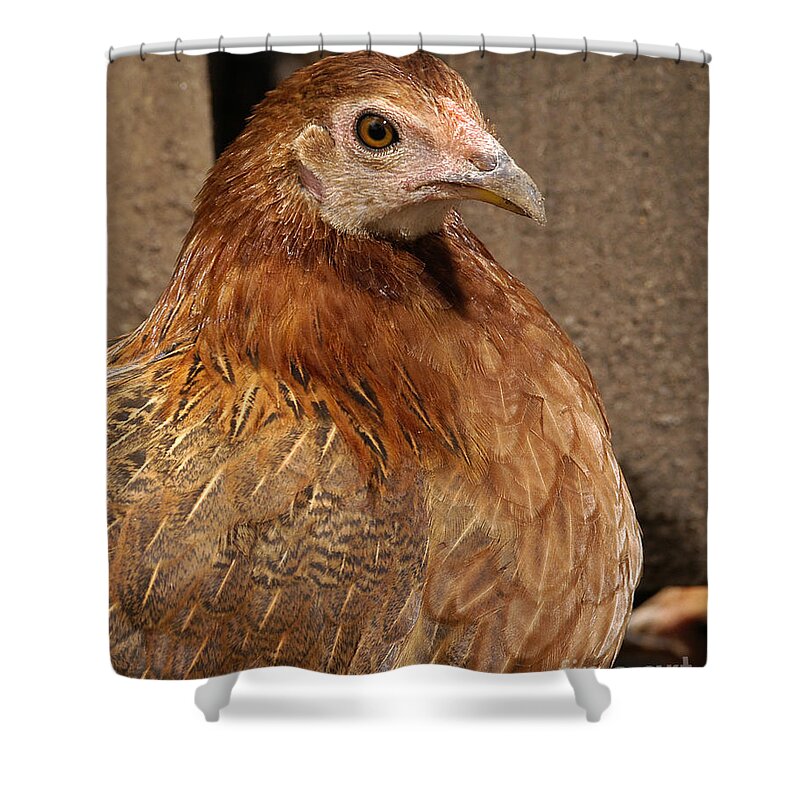 Chicken Shower Curtain featuring the photograph Domestic Chicken #1 by Raul Gonzalez Perez