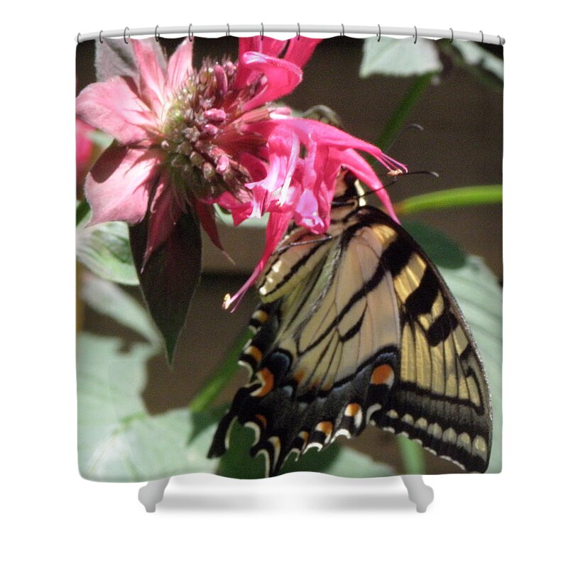 Butterfly Shower Curtain featuring the photograph Eastern Yellowtail #1 by Kim Galluzzo