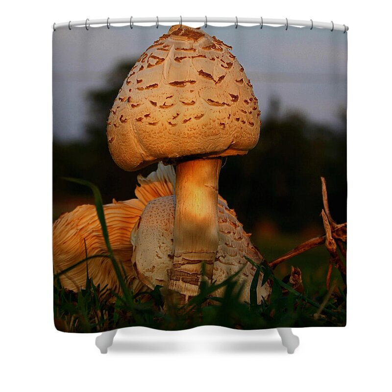 Evening Shower Curtain featuring the photograph Evening Mushroom by Karen Harrison Brown