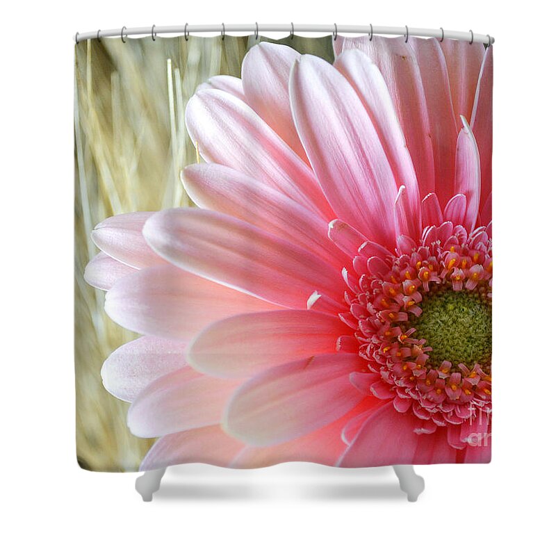 Pink Shower Curtain featuring the photograph Gerberlicious #1 by Traci Cottingham