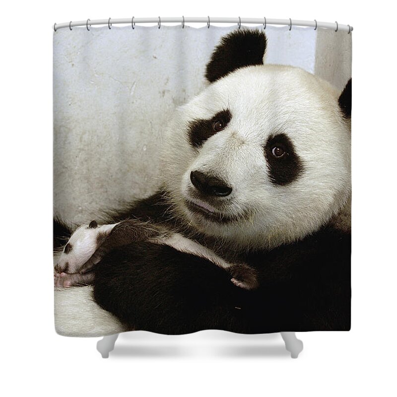 Mp Shower Curtain featuring the photograph Giant Panda Ailuropoda Melanoleuca Xi #1 by Katherine Feng
