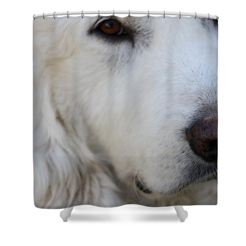 Dog Shower Curtain featuring the photograph Great Pyrenees by Kim Galluzzo Wozniak
