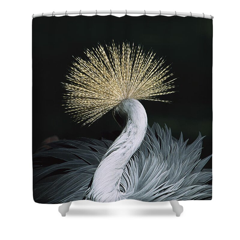 Mp Shower Curtain featuring the photograph Grey Crowned Crane Balearica Regulorum #1 by Konrad Wothe