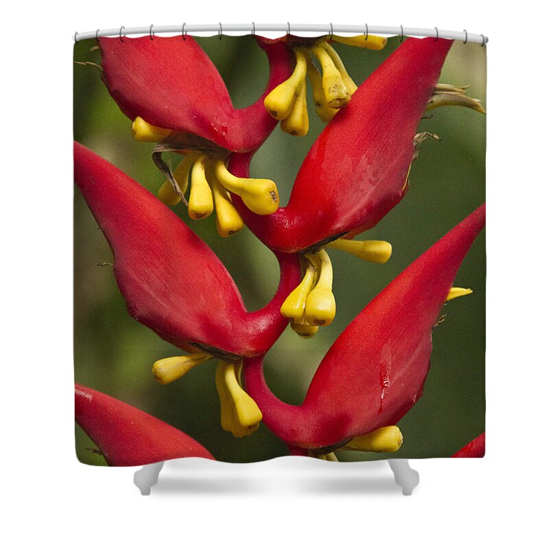 Heliconia Shower Curtain featuring the photograph Heliconia dielsiana #1 by Heiko Koehrer-Wagner