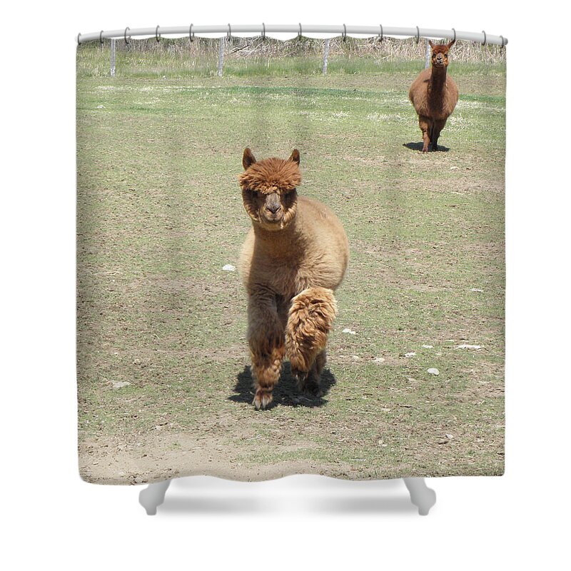 Alpaca Shower Curtain featuring the photograph Here we come by Kim Galluzzo Wozniak
