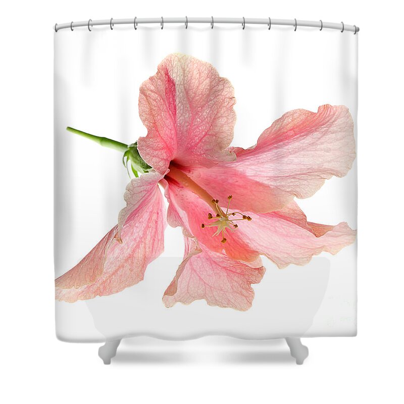 High Shower Curtain featuring the photograph Hibiscus #1 by Nicholas Burningham