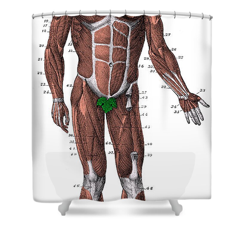 Human Shower Curtain featuring the photograph Human Muscles #1 by Science Source