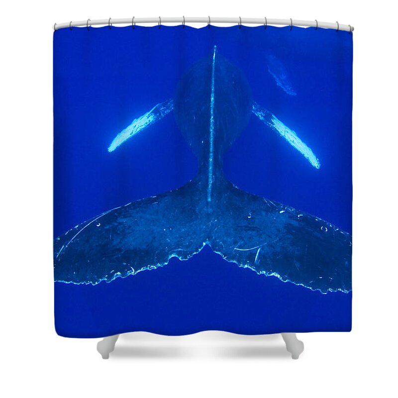 00999186 Shower Curtain featuring the photograph Humpback Whale Pair Maui Hawaii #1 by Flip Nicklin